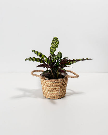 Calathea Rattlesnake