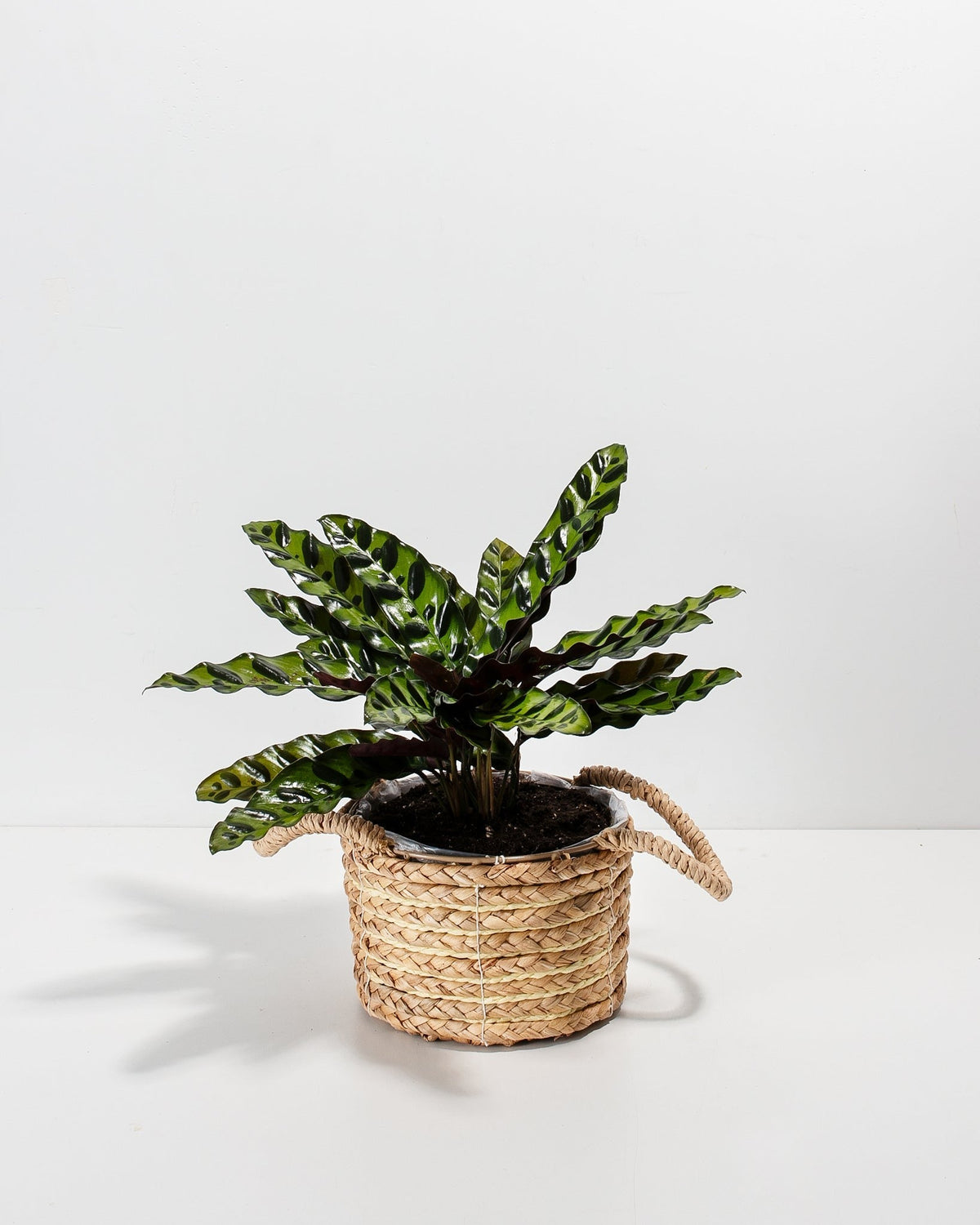 Calathea Rattlesnake