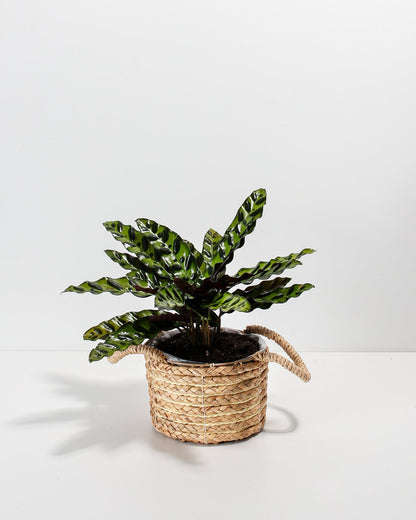 Calathea Rattlesnake