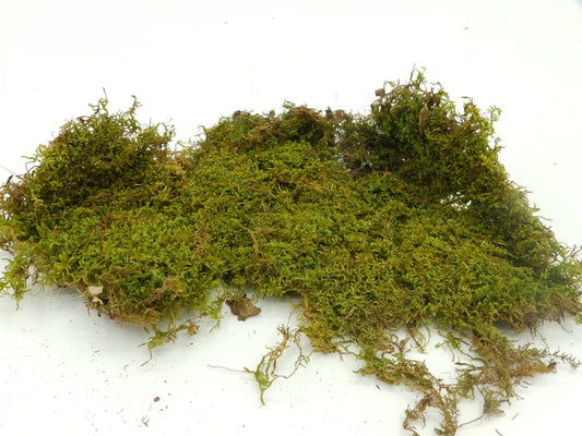 Fresh & Natural Sheet Moss