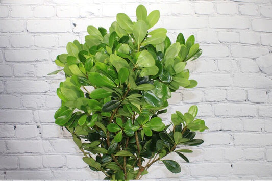 Fresh & Natural Pittosporum Green