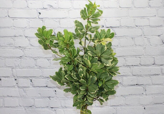 Fresh & Natural Pittosporum Variegated