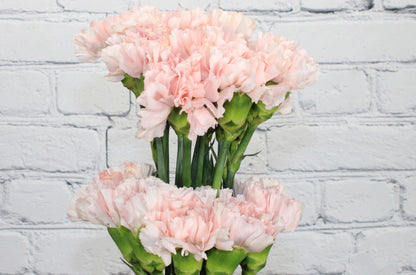 Fresh & Natural Carnations - Light Pink