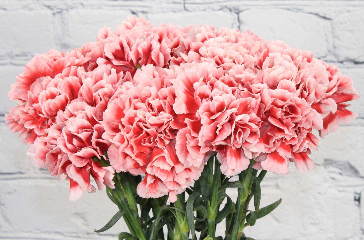 Fresh & Natural Carnations - Red White Bicolor