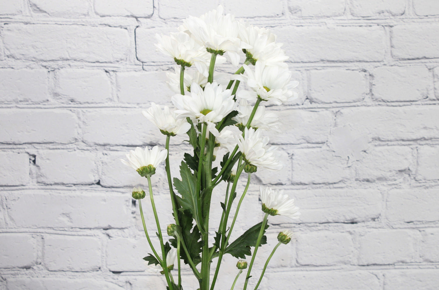 Fresh & Natural Pompon Daisy - White