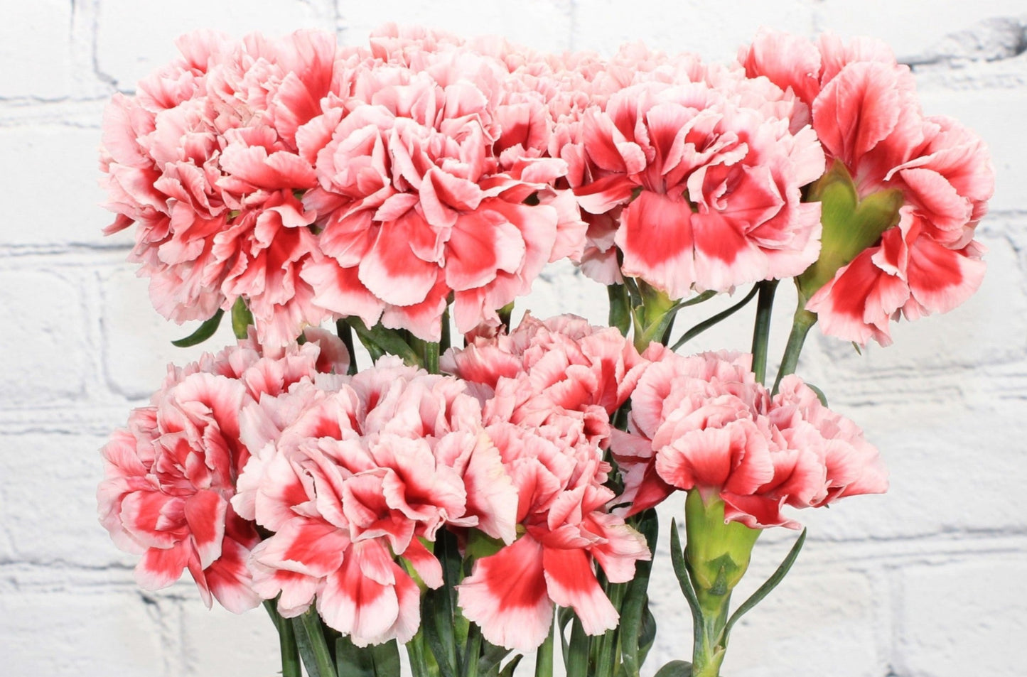 Fresh & Natural Carnations - Red White Bicolor