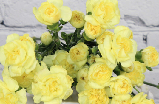 Fresh & Natural Mini Carnations - Yellow