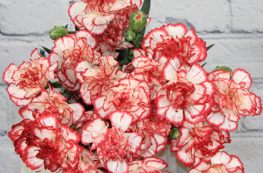 Fresh & Natural Mini Carnations - White Red Bicolor
