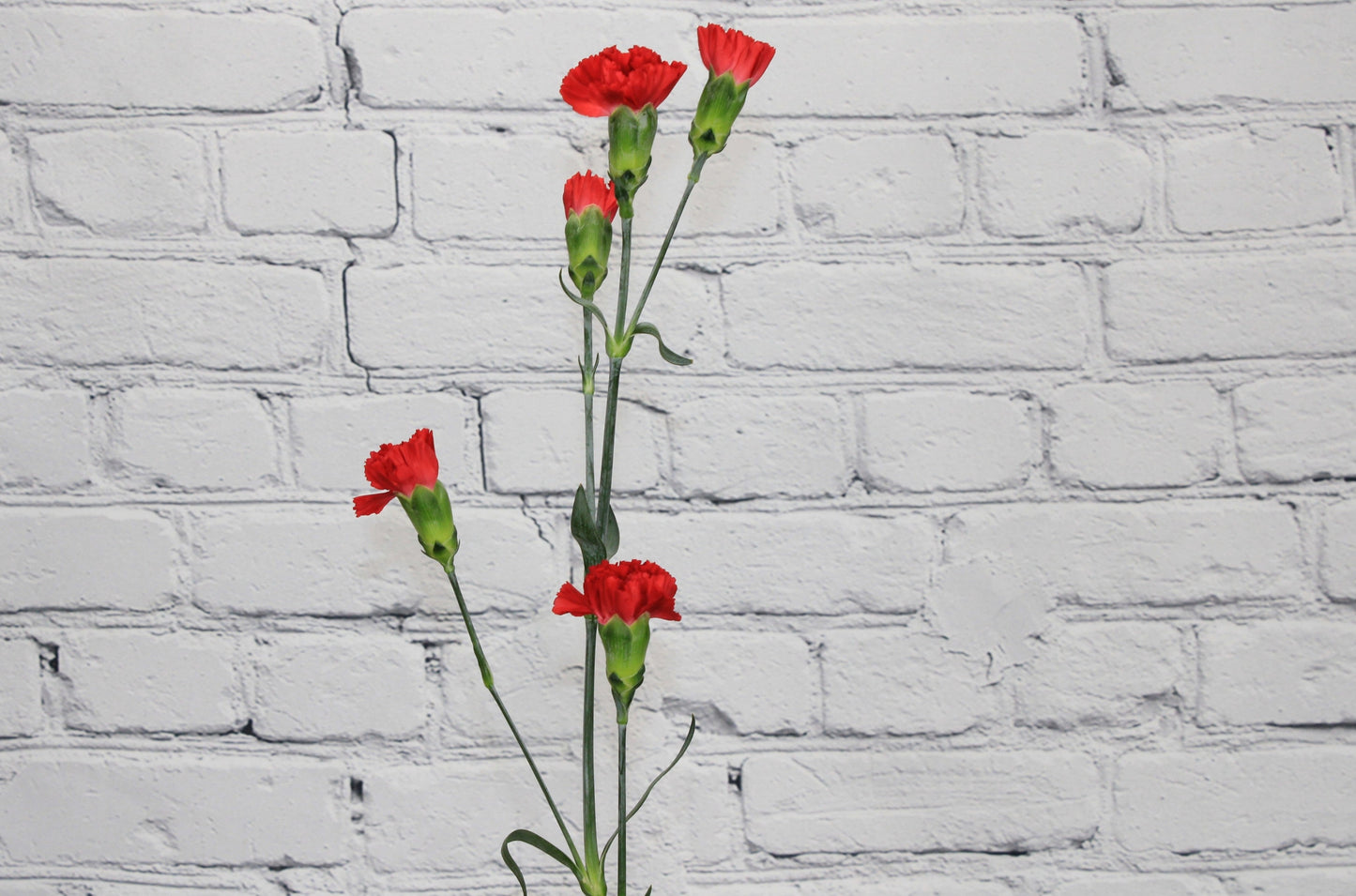 Fresh & Natural Mini Carnations - Red