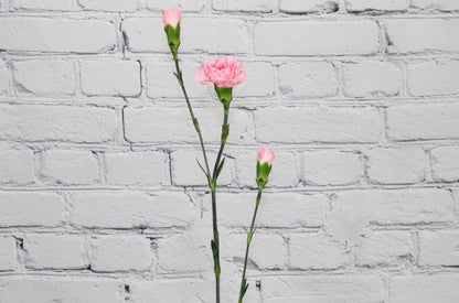 Fresh & Natural Mini Carnations - Pink
