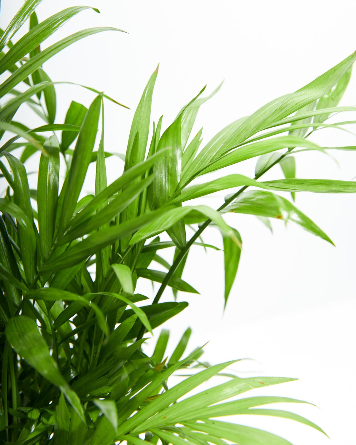 Neanthe Bella Palm