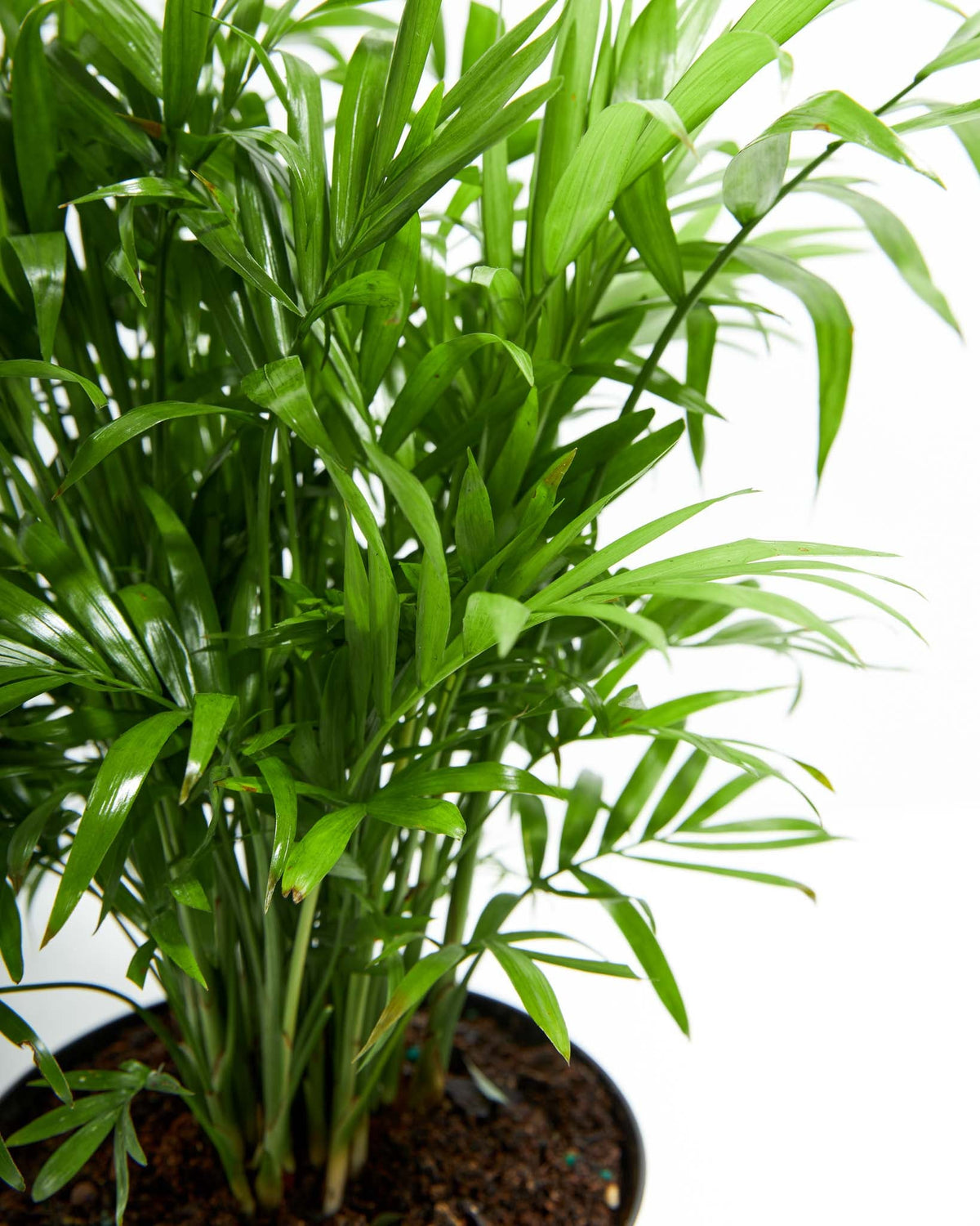 Neanthe Bella Palm