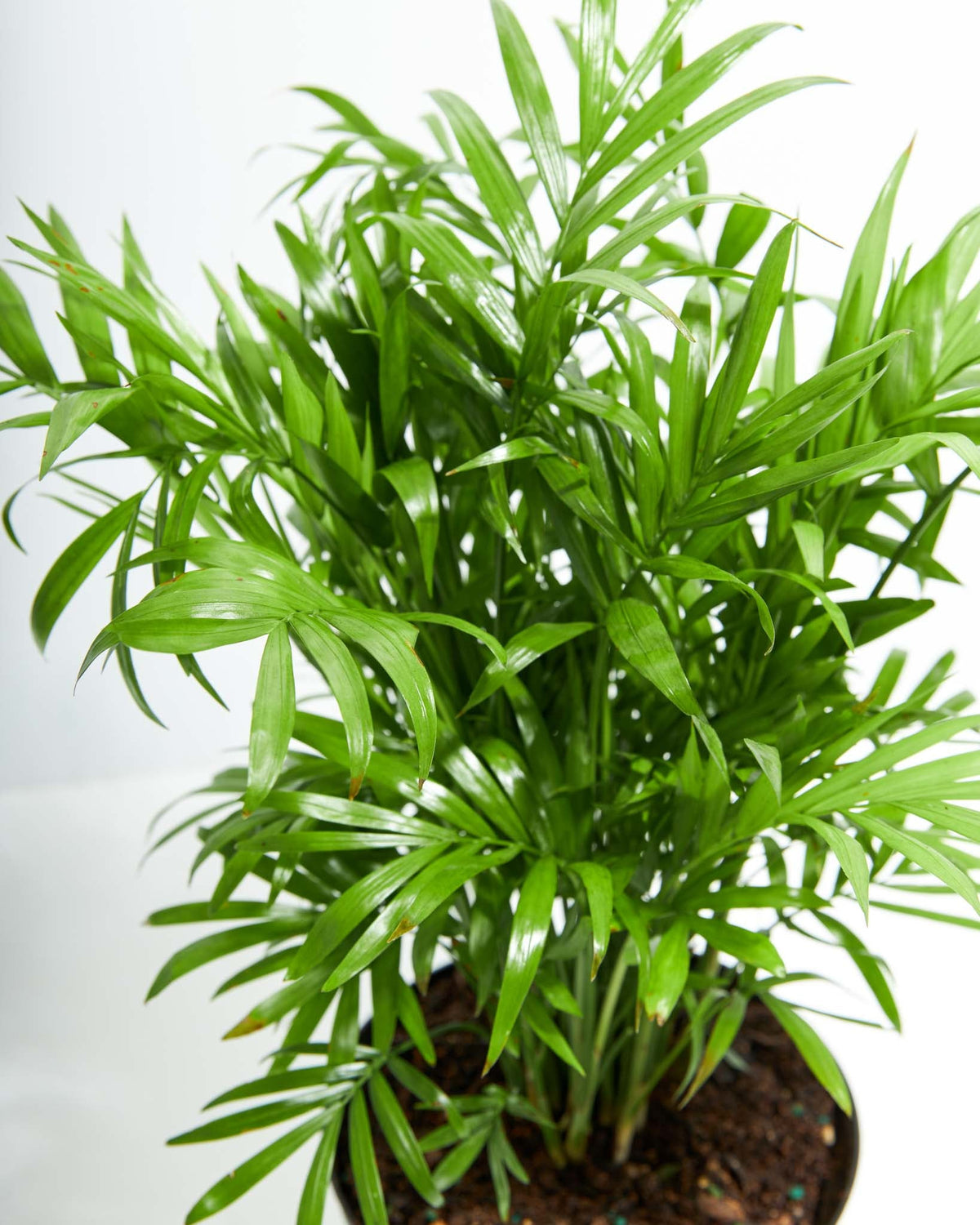 Neanthe Bella Palm