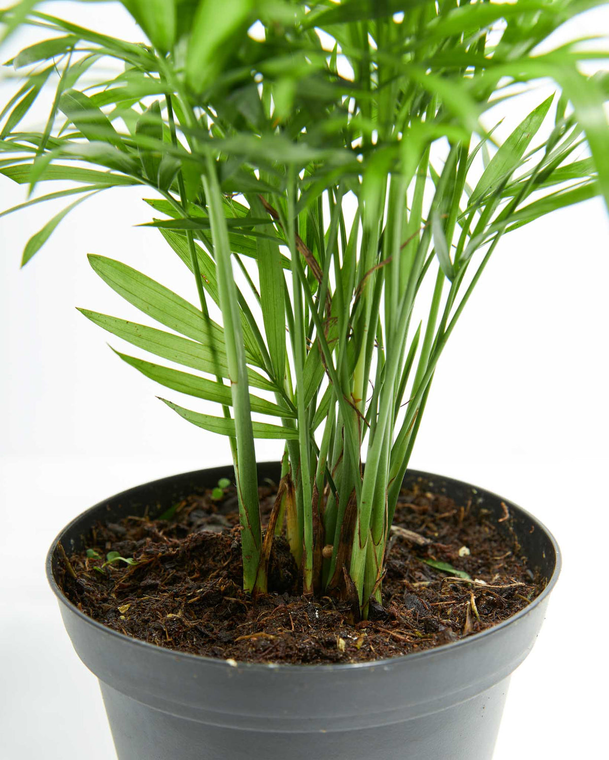 Neanthe Bella Palm