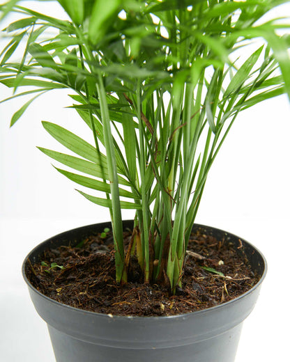 Neanthe Bella Palm