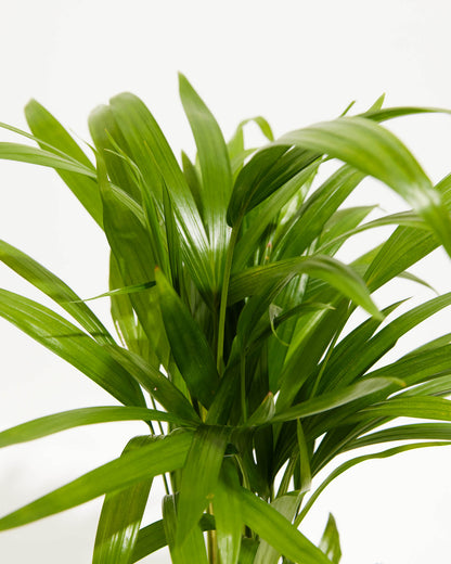 Areca Palm Indoor Tree