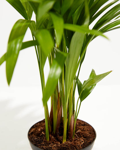 Areca Palm Indoor Tree