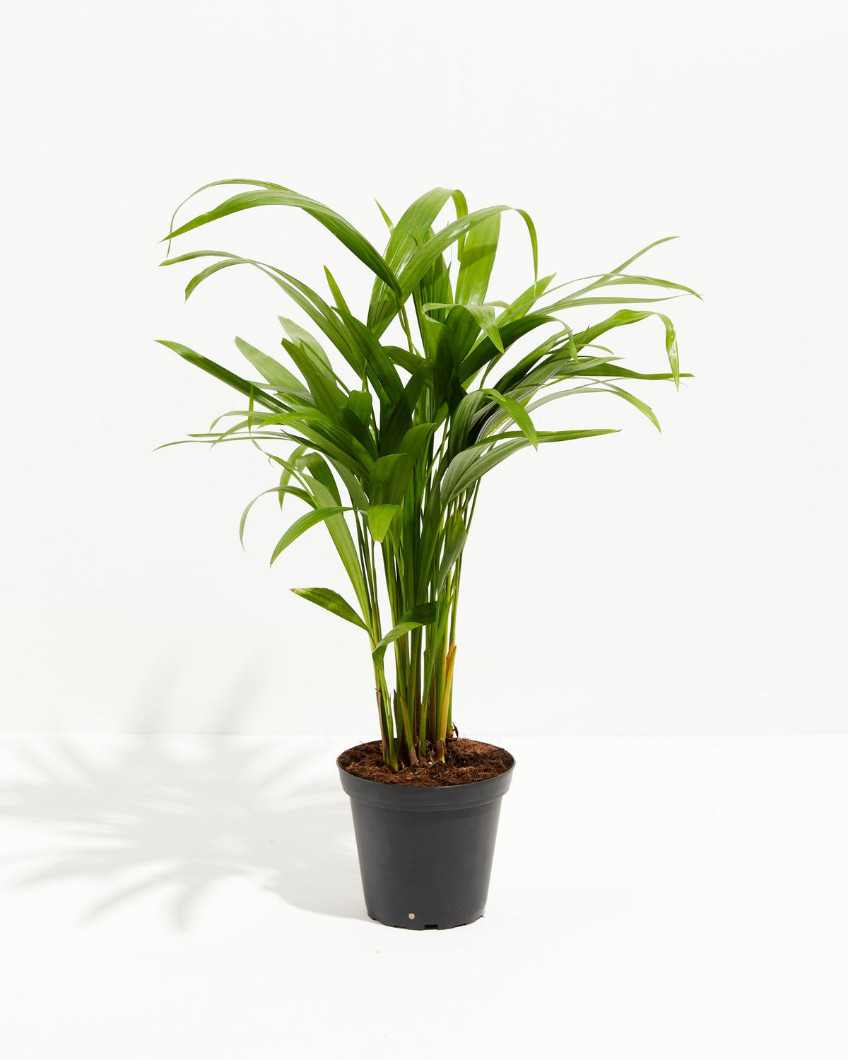 Areca Palm Indoor Tree