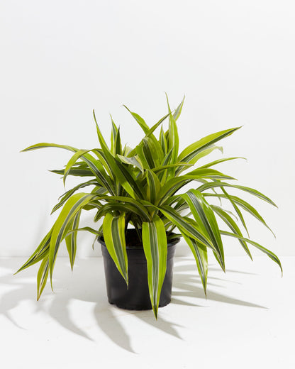 Dracaena Lemon Lime