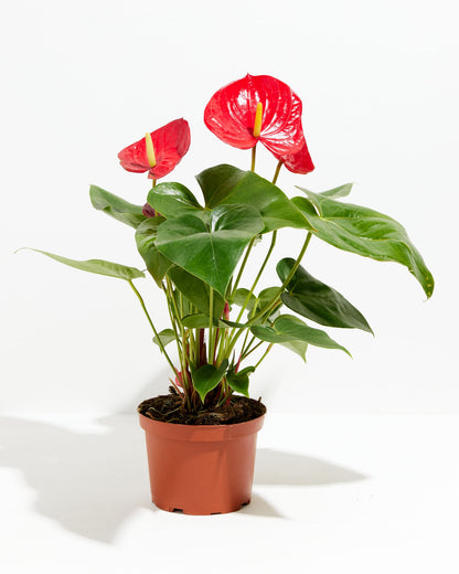 Flamingo Flower