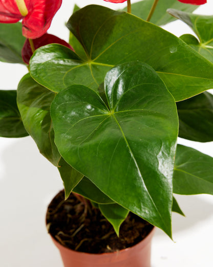 Flamingo Flower