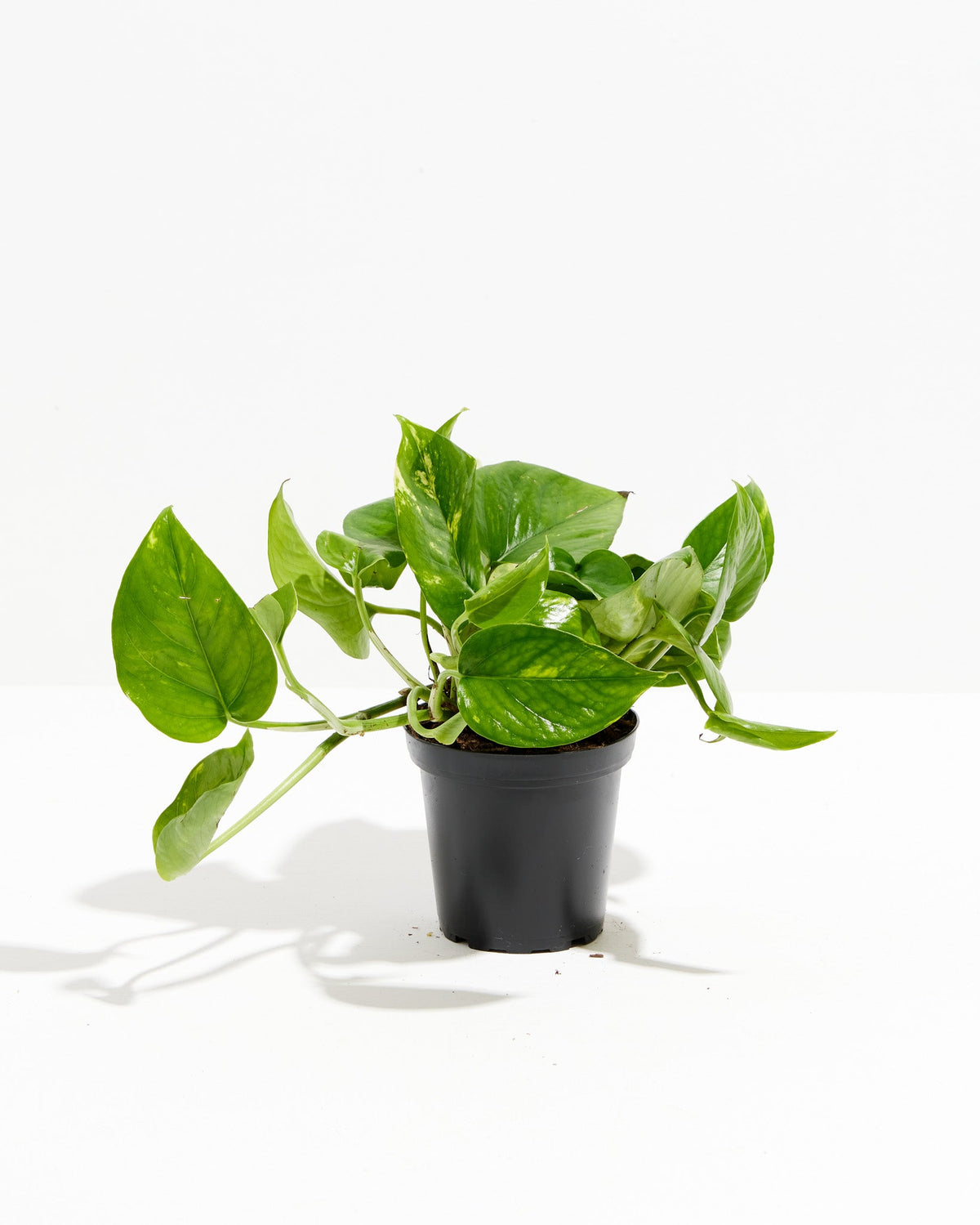Golden Pothos Plant