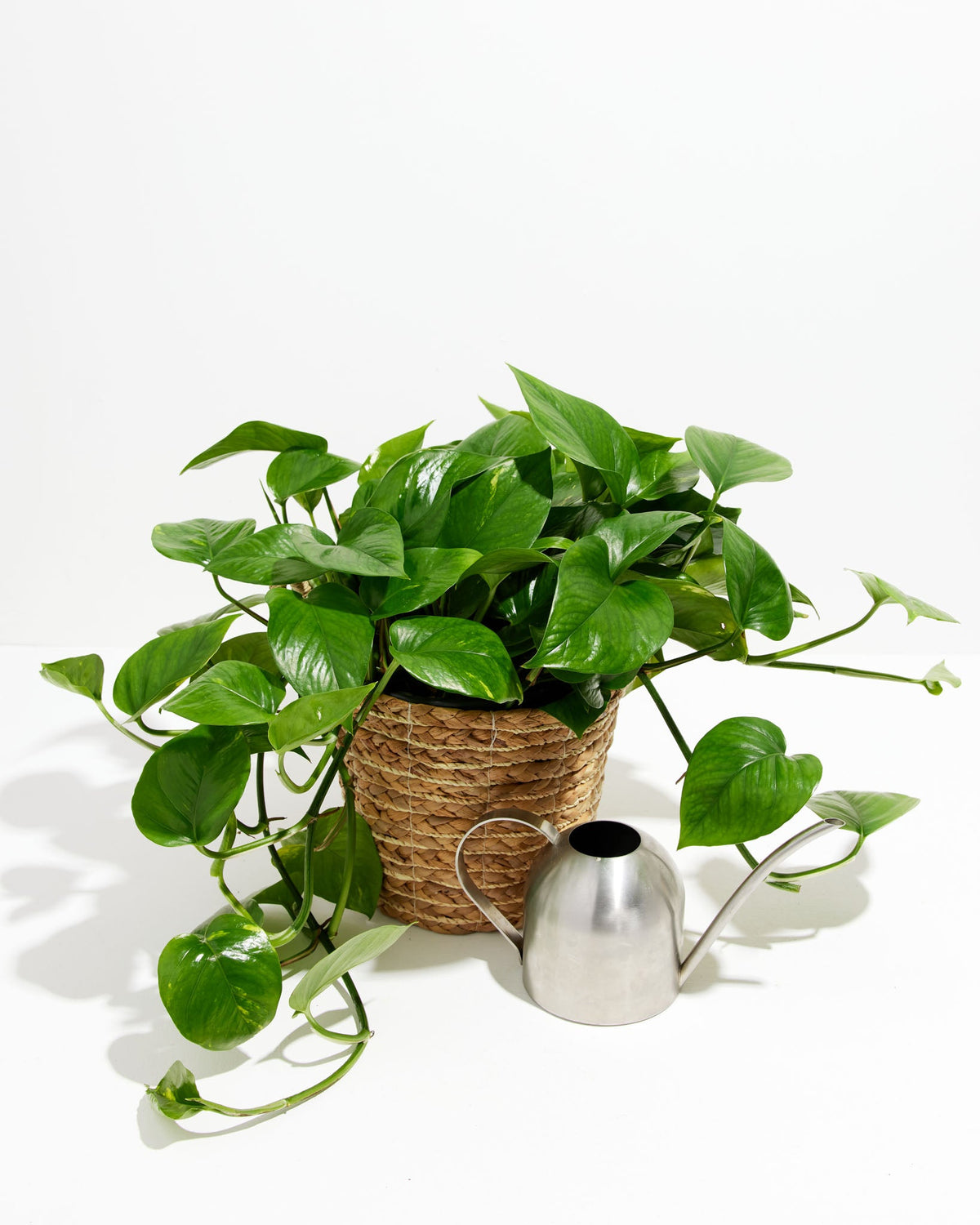 Golden Pothos Plant