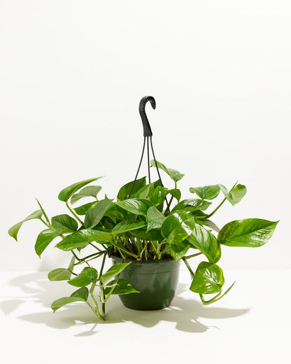Golden Pothos Plant