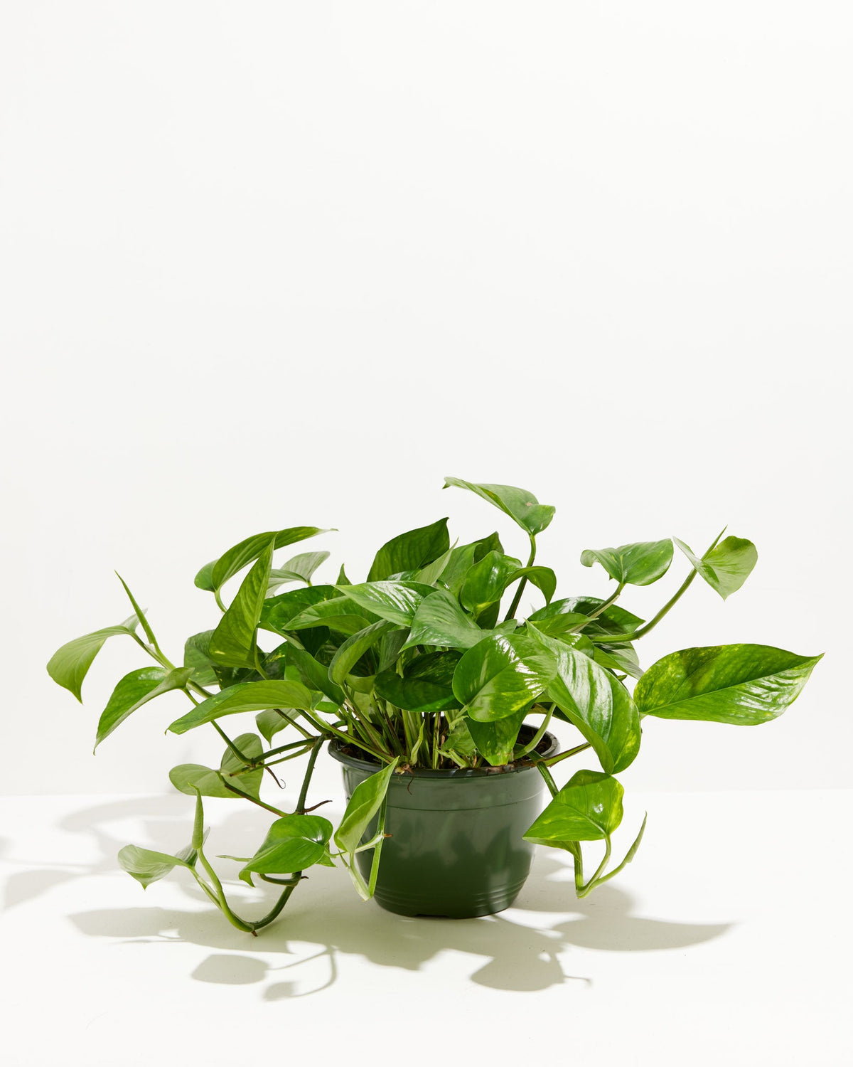 Golden Pothos Plant