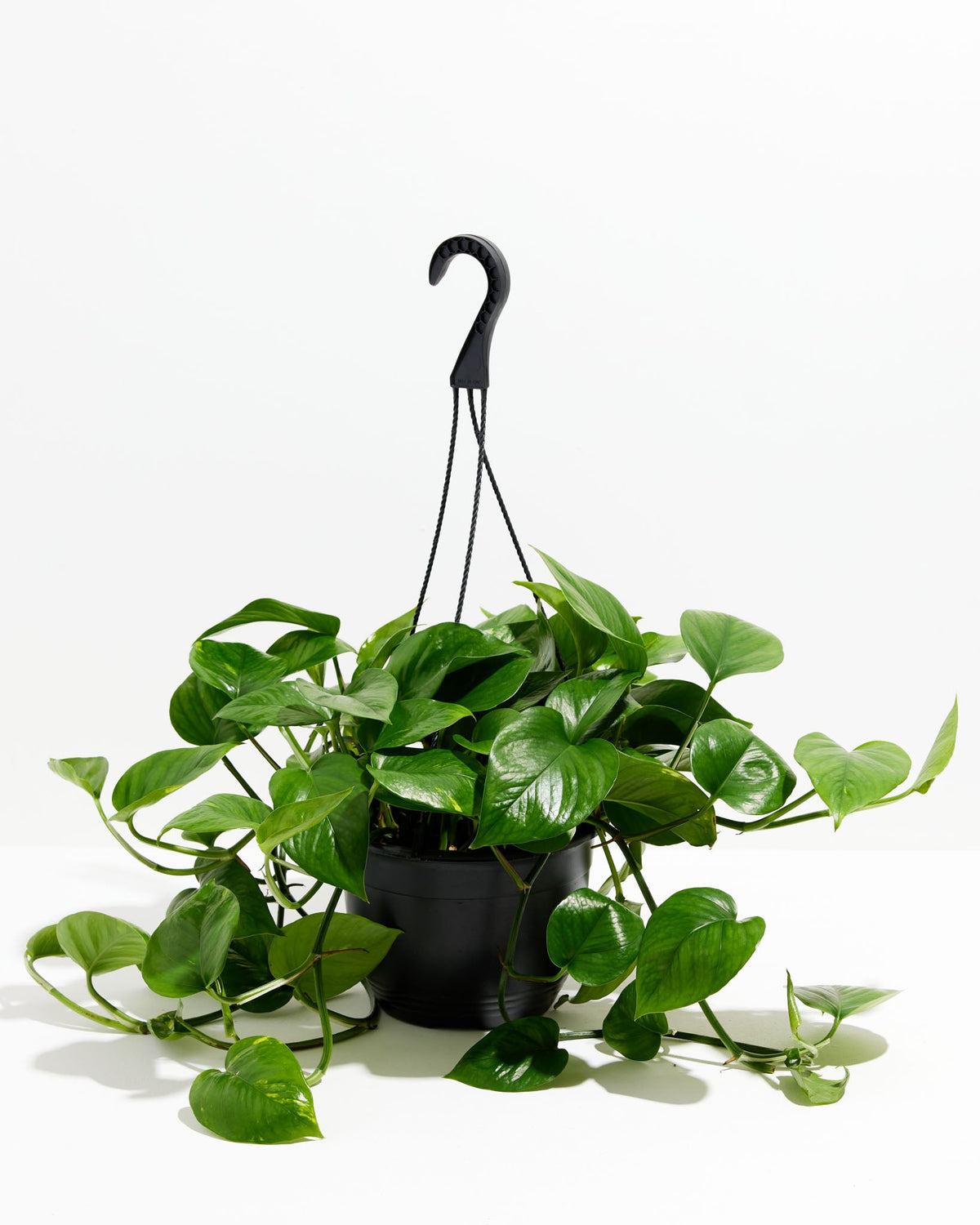 Golden Pothos Plant