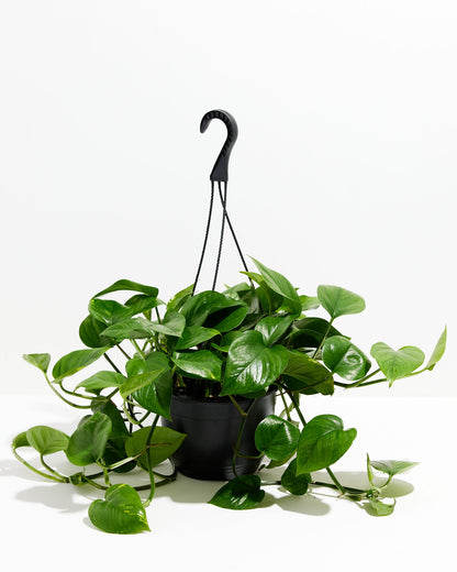 Golden Pothos Plant