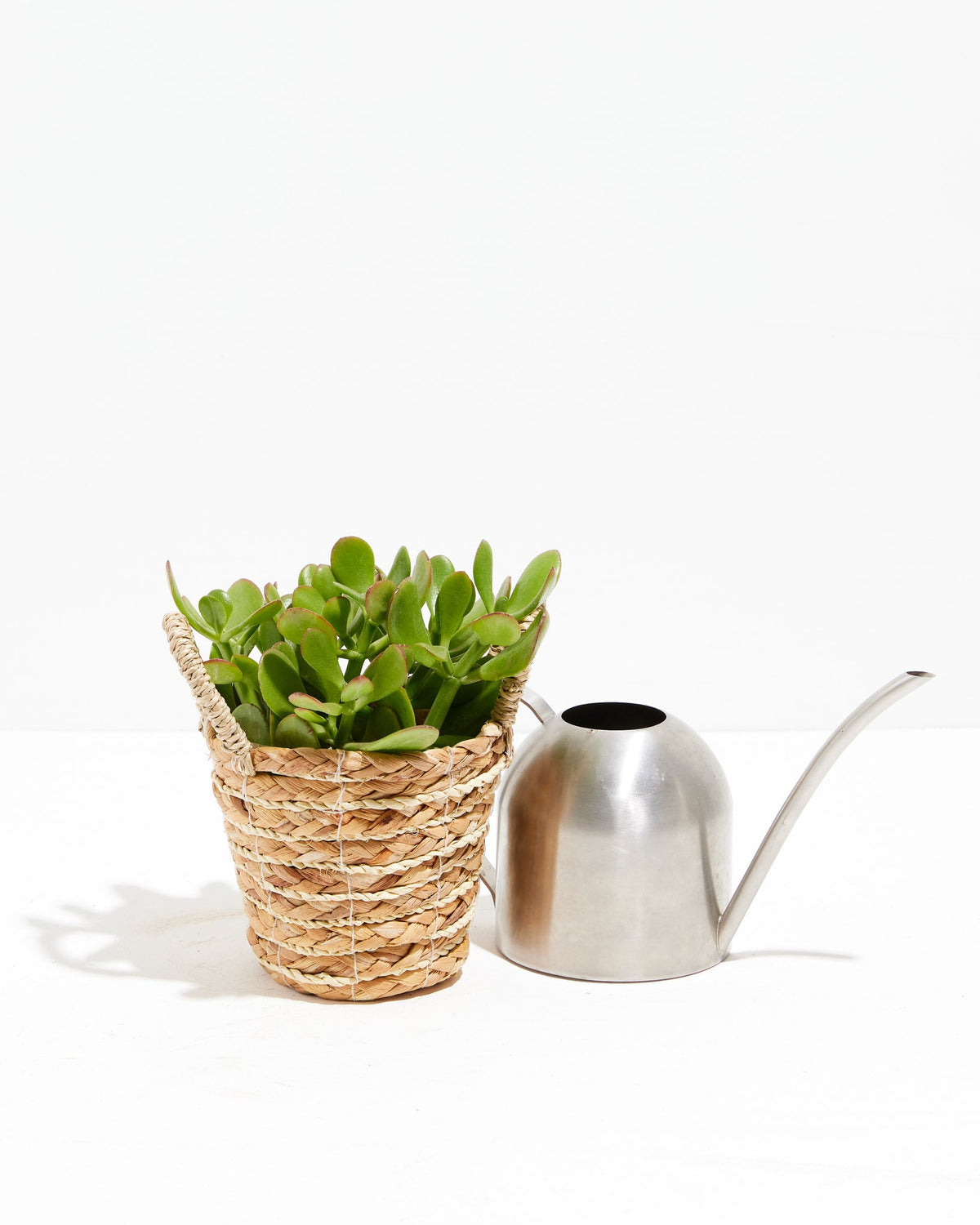 Jade Plant