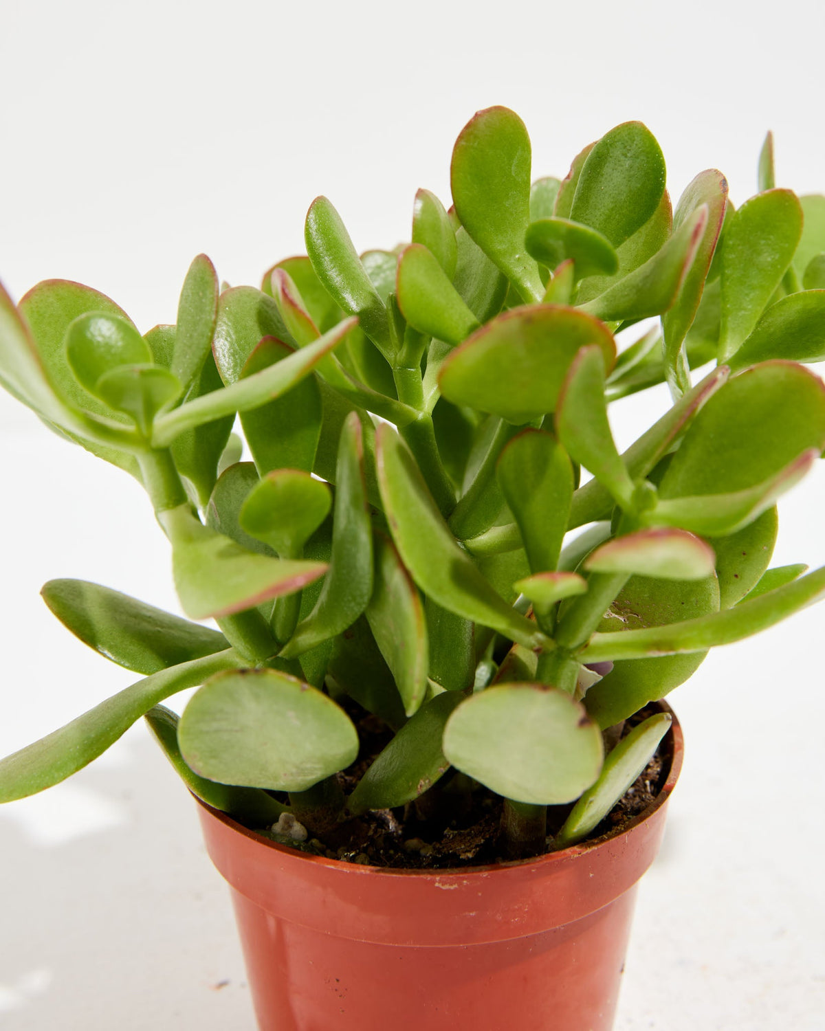 Jade Plant