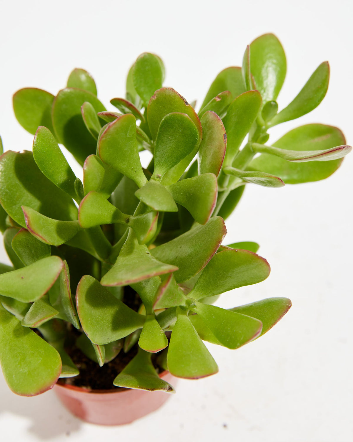 Jade Plant
