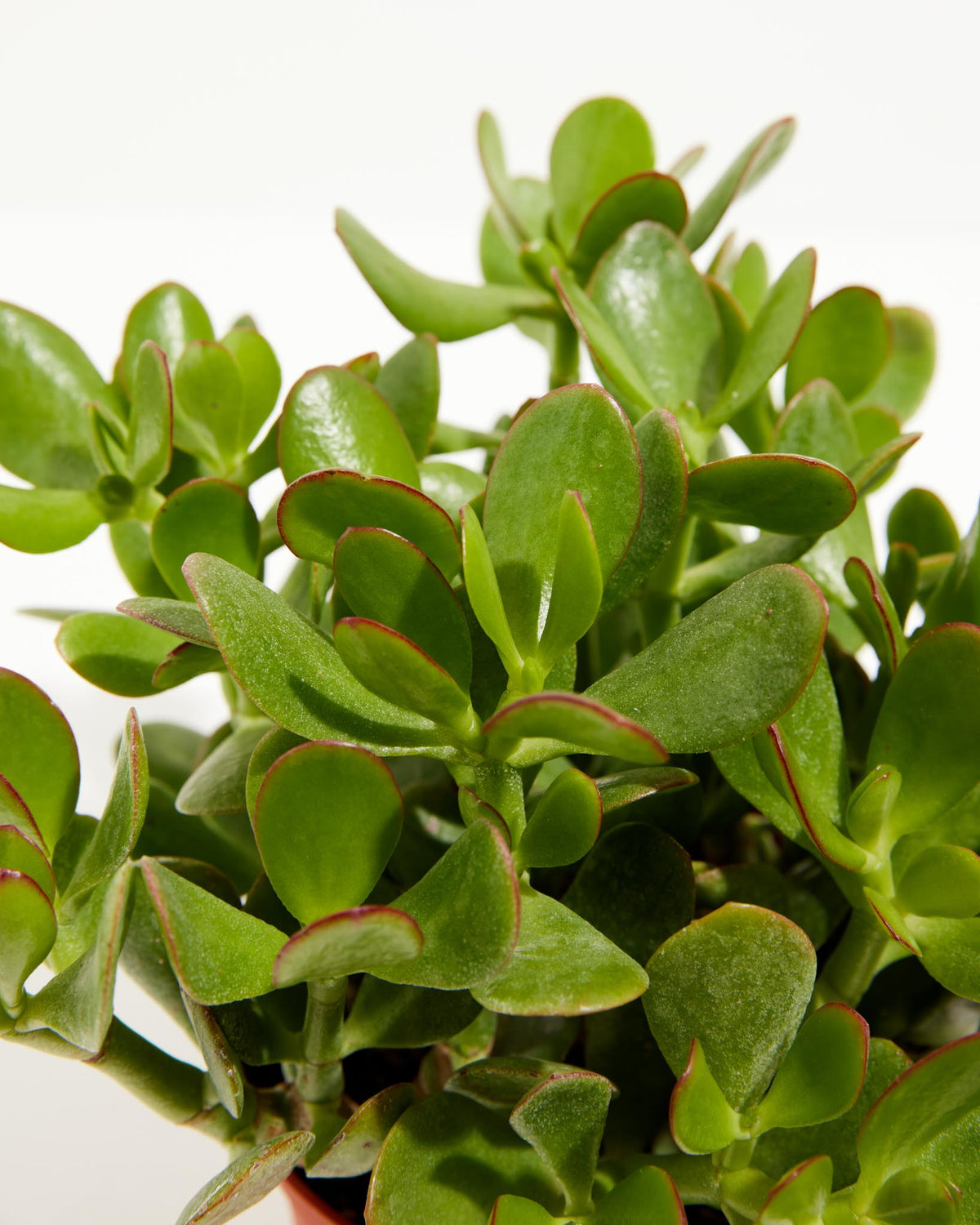 Jade Plant