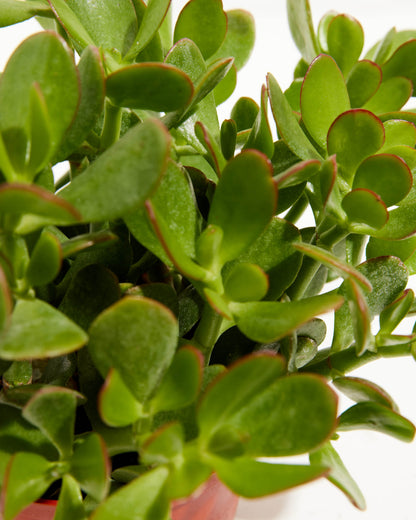 Jade Plant