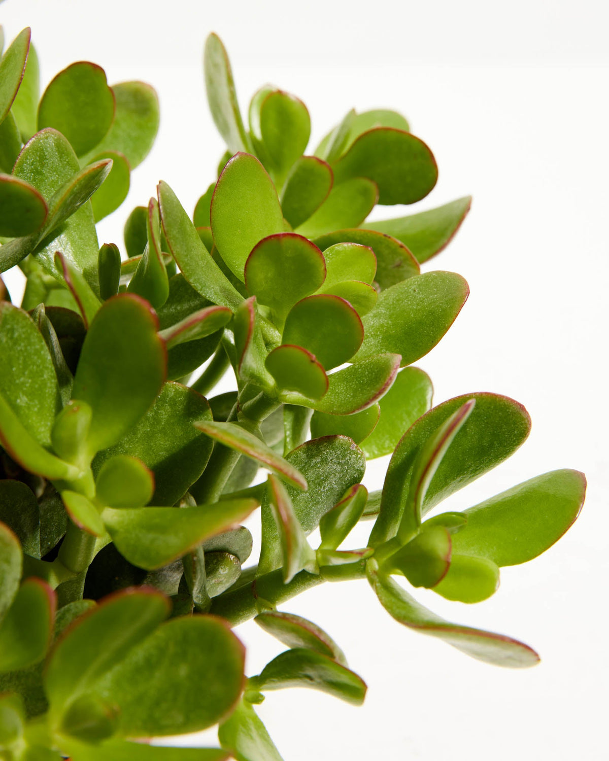 Jade Plant