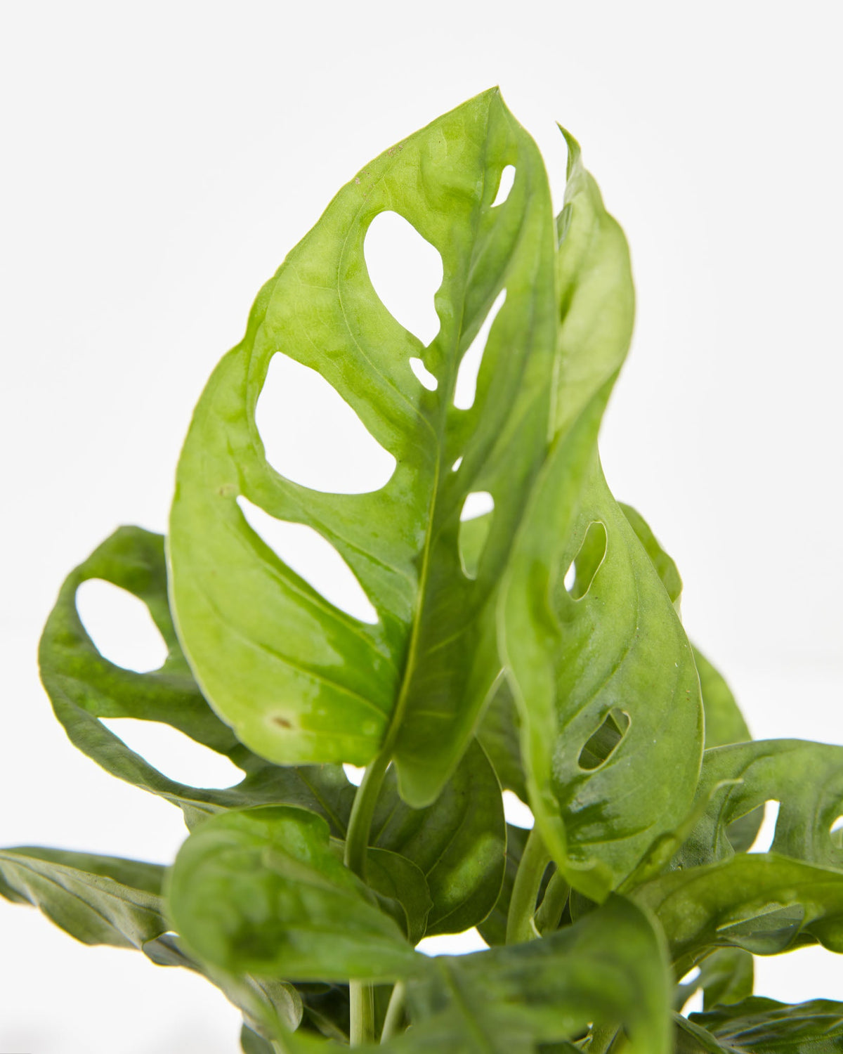 Swiss Cheese Plant