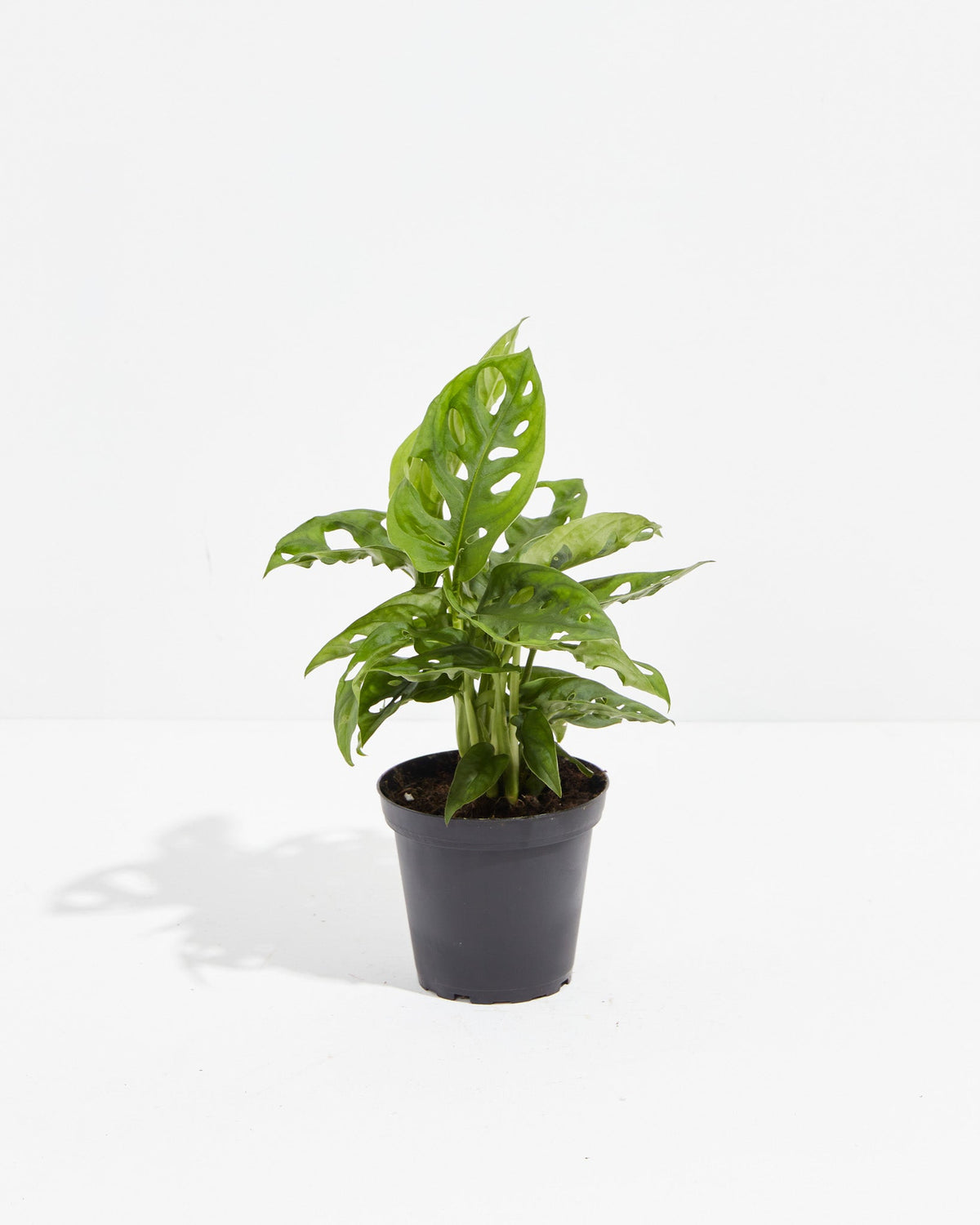 Swiss Cheese Plant