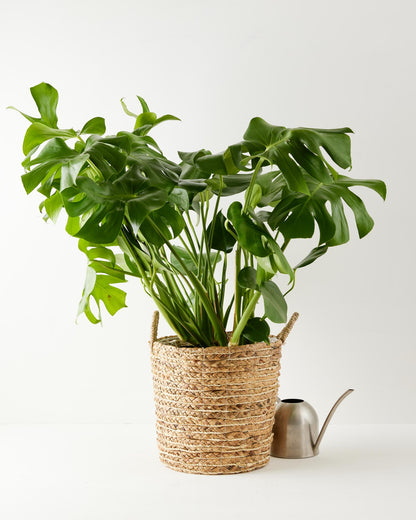 Monstera Deliciosa (Split Leaf Philodendron)