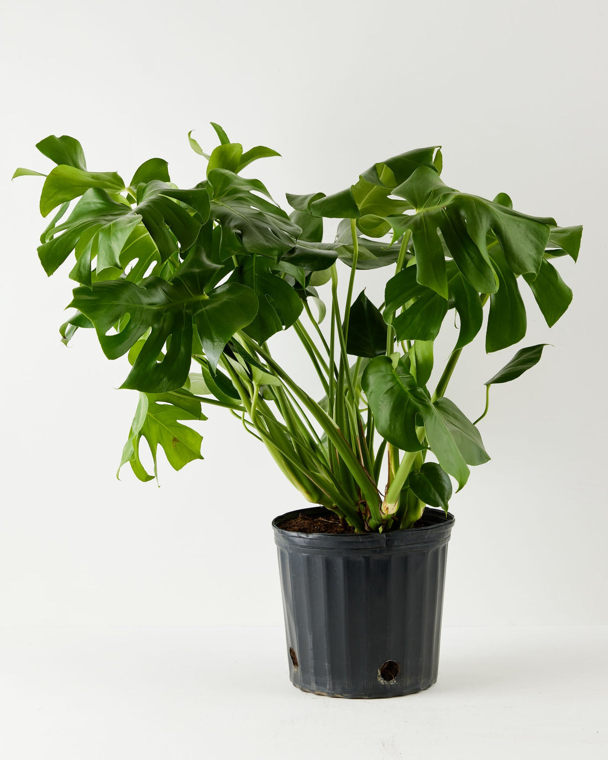 Monstera Deliciosa (Split Leaf Philodendron)
