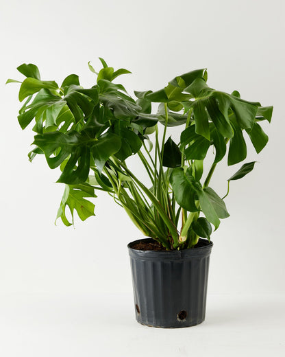 Monstera Deliciosa (Split Leaf Philodendron)