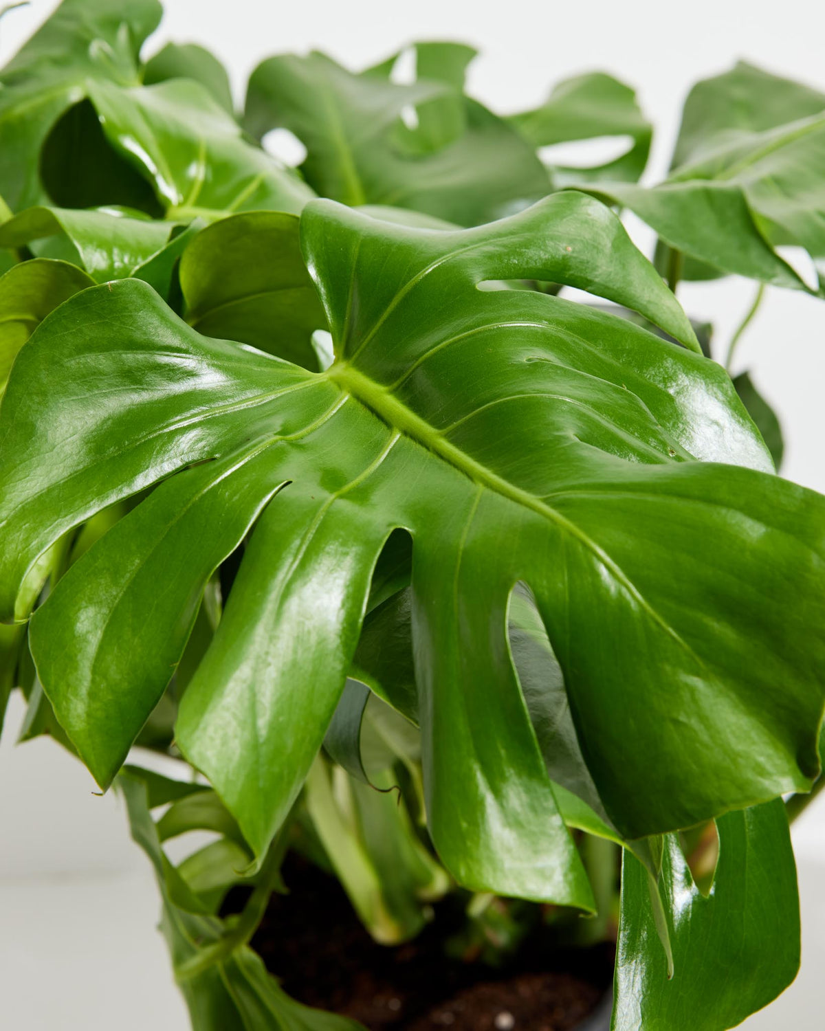 Monstera Deliciosa (Split Leaf Philodendron)