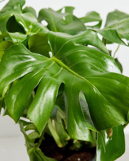 Monstera Deliciosa (Split Leaf Philodendron)