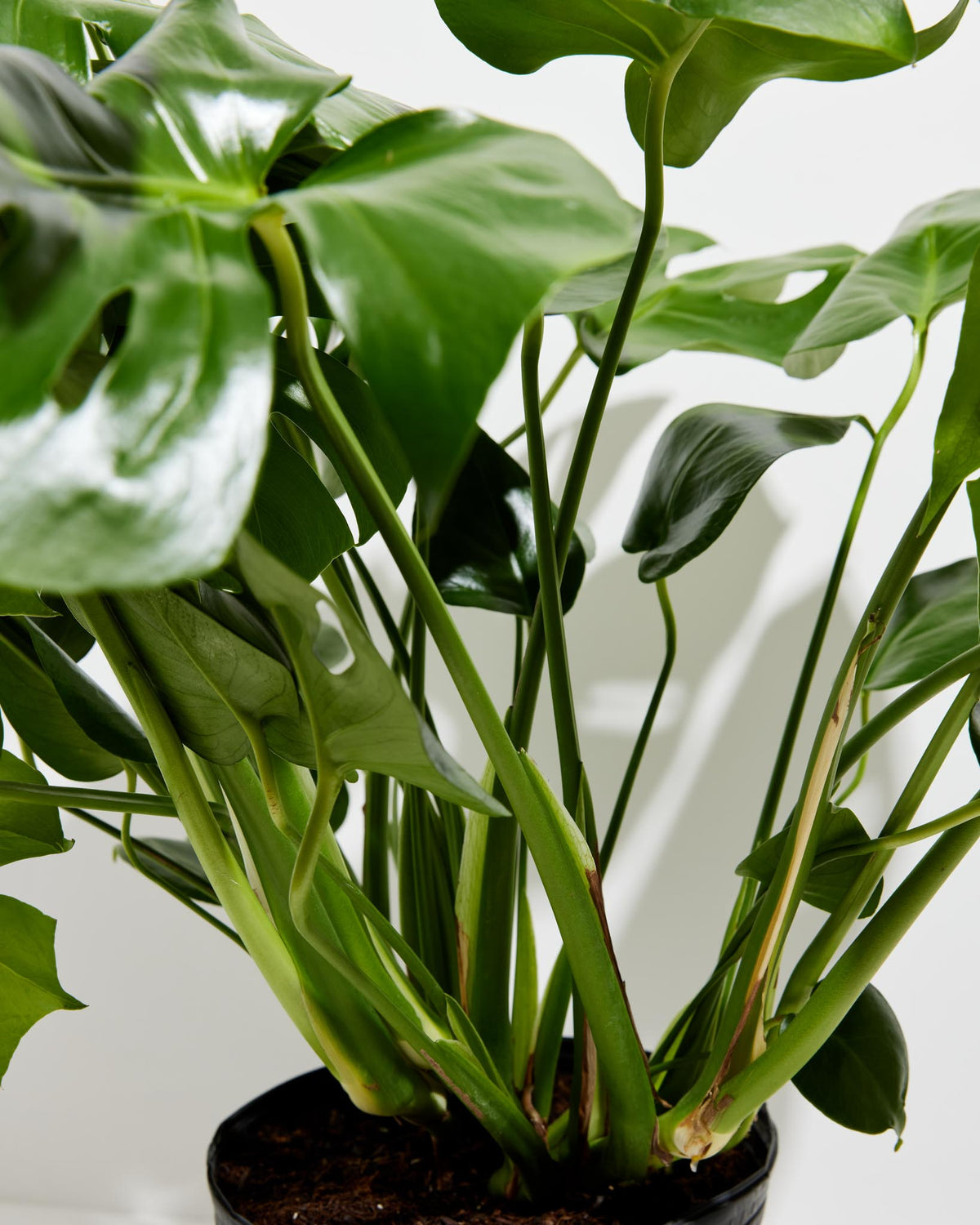 Monstera Deliciosa (Split Leaf Philodendron)