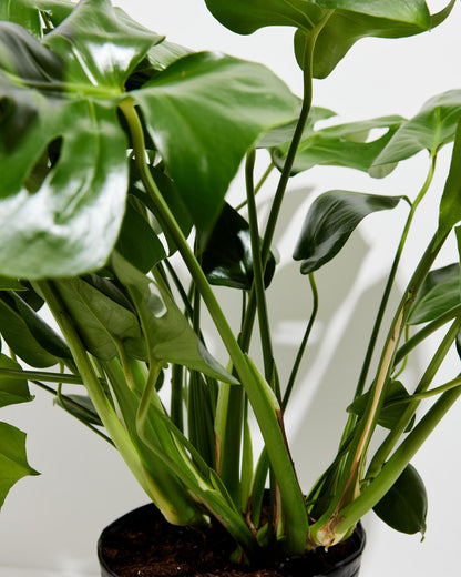 Monstera Deliciosa (Split Leaf Philodendron)