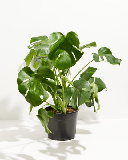 Monstera Deliciosa (Split Leaf Philodendron)