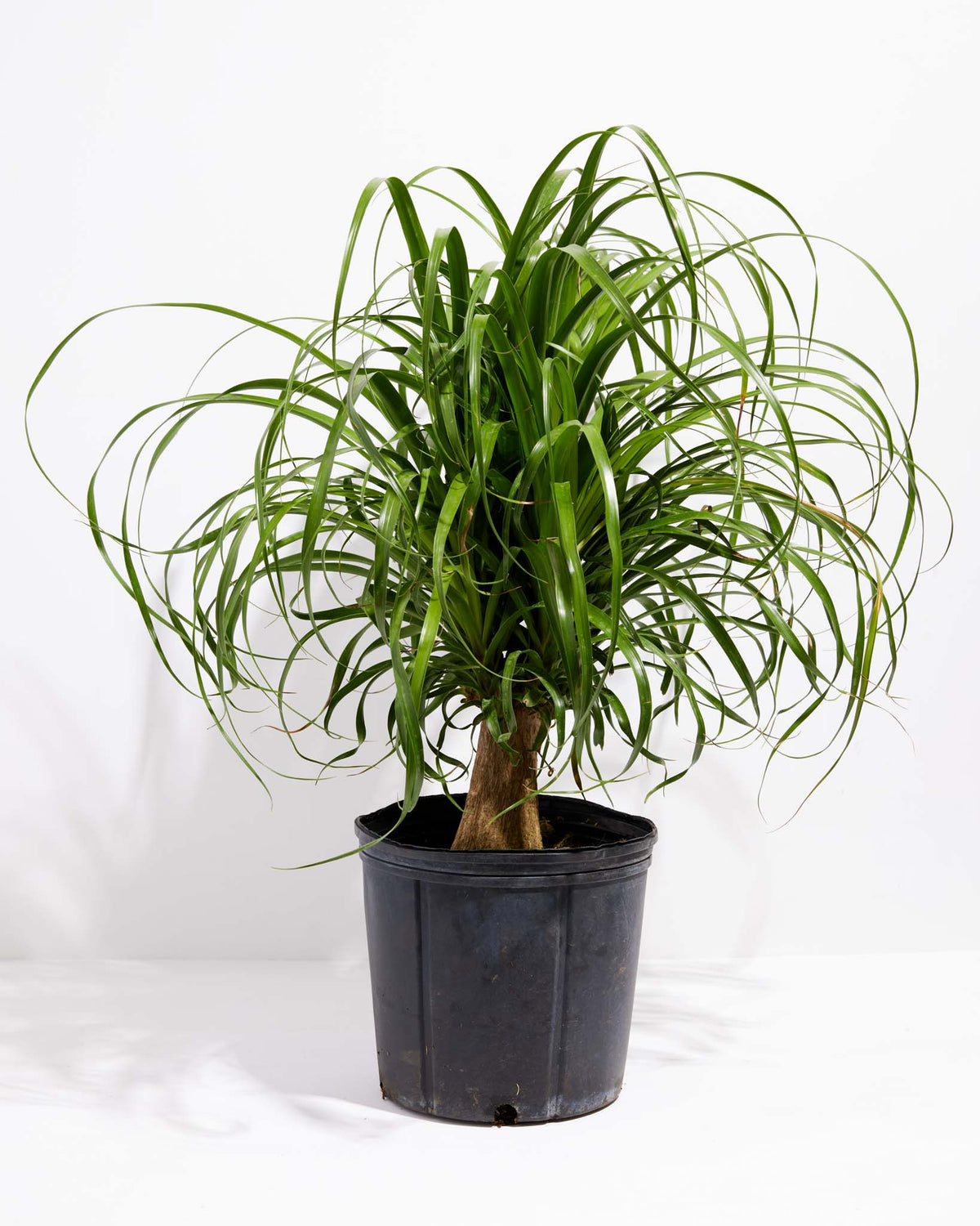 Ponytail Palm Tree
