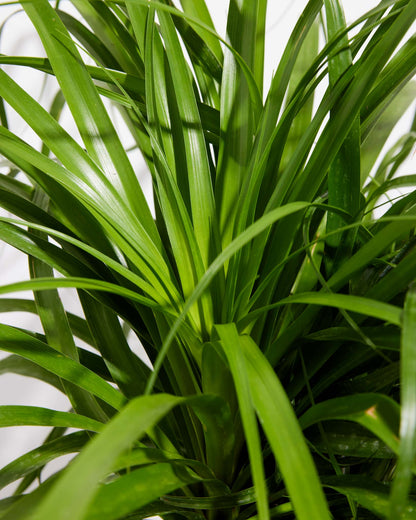 Ponytail Palm Tree