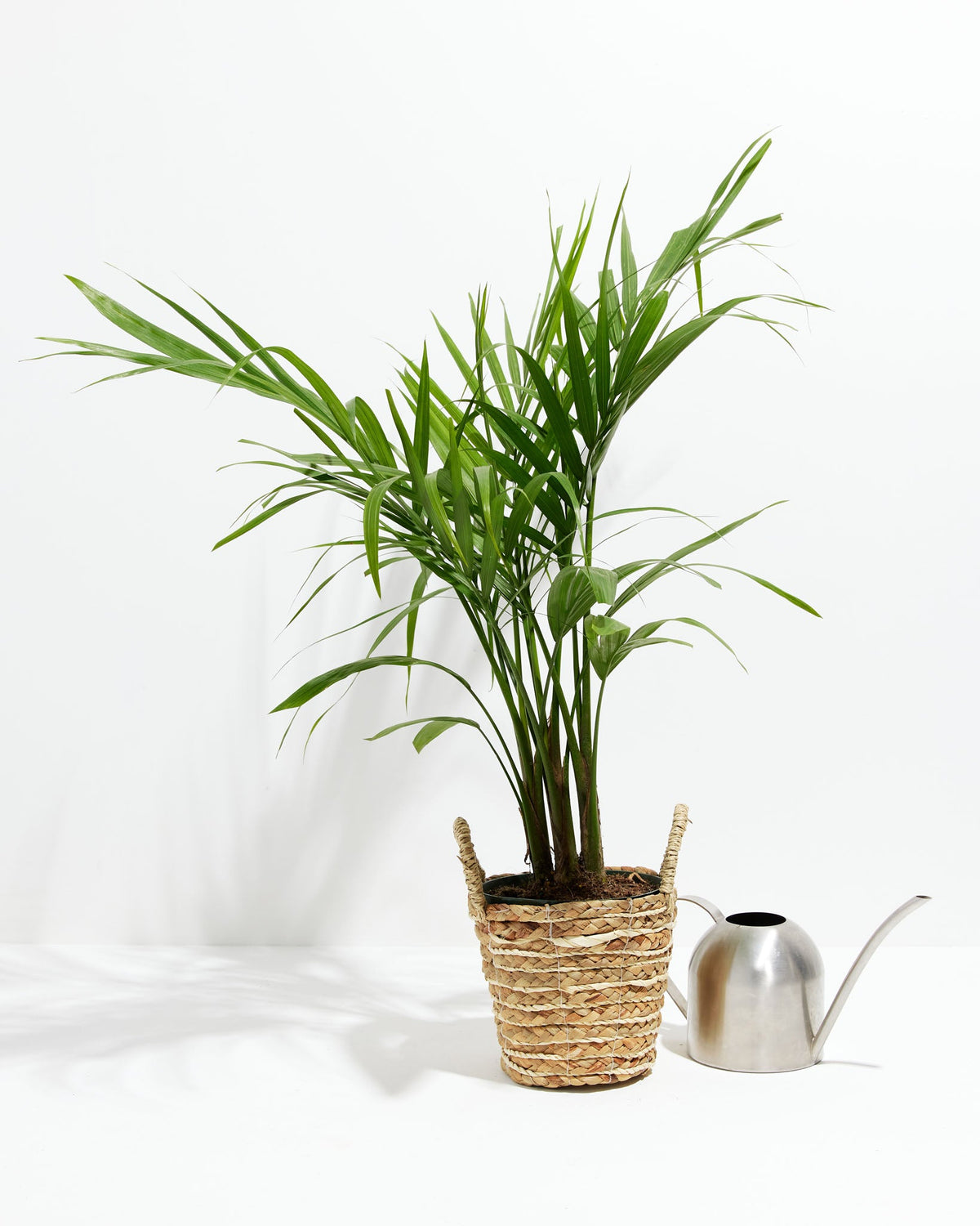 Areca Palm Indoor Tree